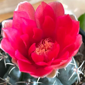 Meet your Posher, Li-wan